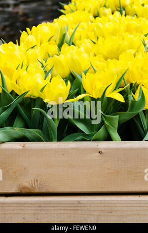Gelbe Tulpen hinter Holzzaun, Amsterdam Niederlande Stockfoto