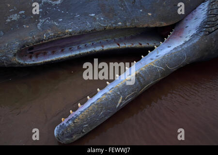 Pottwal (Physeter Macrocephalus) Stockfoto