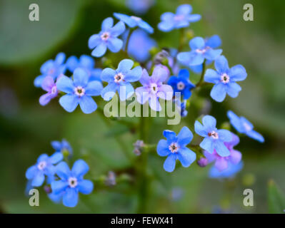 Frühlingsblumen im Garten Stockfoto