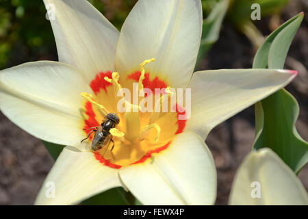 Frühlingsblumen im Garten Stockfoto