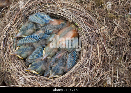 Mangel an Raum im Haus - voll Nest mit jungen schlafen Amseln Overhead entnommen. Stockfoto