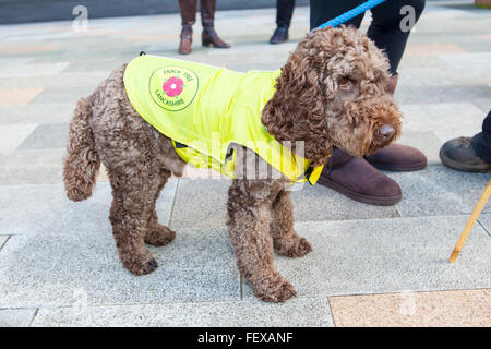 Frack kostenlos Hund Mantel in Blackpool, Lancashire, Großbritannien, 9. Februar, 2016. Die Demonstranten gegen die Cuadrilla Appell, dass Shale Gas bohren - oder fracking ist bei dieser Anhörung in Blackpool entschieden werden. Energie Firma Cuadrilla attraktiv ist die Weigerung des Rates, damit Fracking auf zwei Standorte in Plumpton & Roseacre Woods. Das Verfahren, mit dem der Staatssekretär das Ergebnis zu entscheiden, nach der Beschwerde statt einer Regierung Planung Inspector, wird verwendet. Credit: cernan Elias/Alamy leben Nachrichten Stockfoto