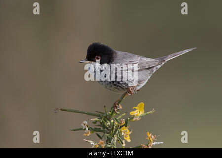 Zypern Grasmücke Sylvia Melanothorax Männchen auf Territorium Anarita Zypern Stockfoto