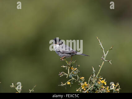 Zypern Grasmücke Sylvia Melanothorax Männchen auf Territorium Anarita Zypern Stockfoto