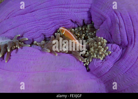 Rosa Anemonenfische in Anemone geballt, Amphiprion Perideraion Stockfoto