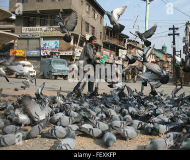 Srinagar, Kaschmir. 9. Februar 2016. Ein Kashmiri feeds Nahrung für Piegons als indische paramilitärische Soldaten steht Wache Straßen während einer Ausgangssperre in Srinagar, indische kontrollierten Kashmir.Curfew schützend als mehrere Gruppen, die zu einem Streik am Jahrestag der Hinrichtung von Afzal Guru, ein Kashmiri, verurteilt und Todesurteil wegen seiner mutmaßlichen Rolle in dem 2001 Angriff auf indischen Parlament Ehre, aufgerufen verhängt wurde: Sofi Suhail/Alamy Live News Stockfoto