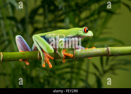 Rotäugigen Baumfrosch: Agalychnis Callidryas Stockfoto