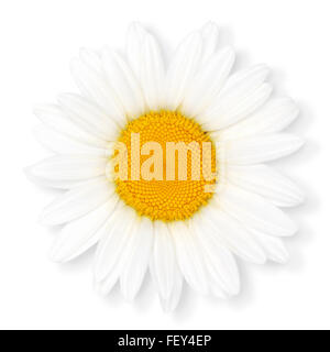 Kamille-Blüte, isoliert auf weißem Hintergrund, Schneidepfad enthalten. Stockfoto
