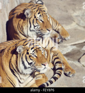 Zwei ruhenden Tiger on The Rocks Stockfoto