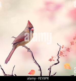 Nördlichen Kardinal weiblich (Cardinalis Cardinalis) hocken Stockfoto