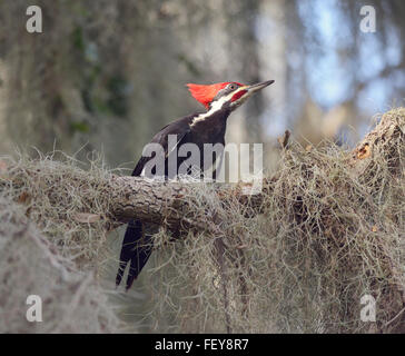 Helmspecht in Florida Wetlands Stockfoto
