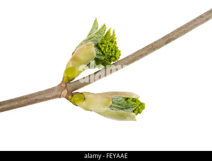 Knospen Ahorn isoliert auf weiss Stockfoto