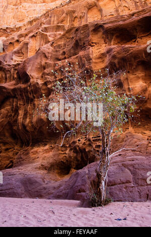 Einer der wenige Bäume in der Wüste Wadi Rum Reservierung, Jordanien. Stockfoto
