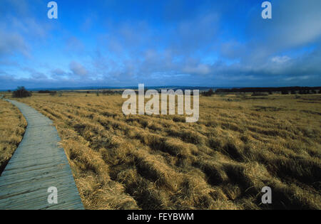 BEL, Belgien, hoch-Moor Hohes Venn BEL, Belgien, Hochmoor Hohes Venn Stockfoto