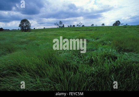 BEL, Belgien, hoch-Moor Hohes Venn BEL, Belgien, Hochmoor Hohes Venn Stockfoto