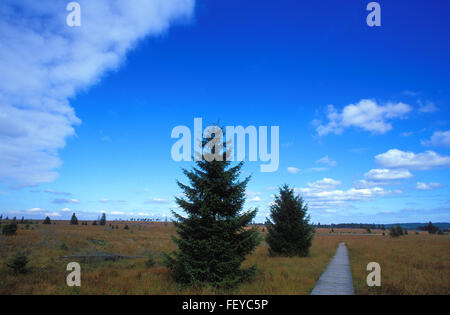 BEL, Belgien, hoch-Moor Hohes Venn BEL, Belgien, Hochmoor Hohes Venn Stockfoto