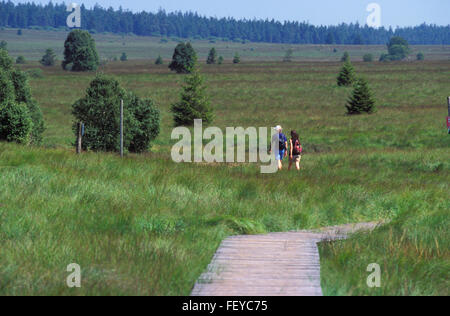 BEL, Belgien, hoch-Moor Hohes Venn BEL, Belgien, Hochmoor Hohes Venn Stockfoto