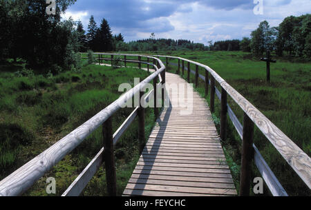 BEL, Belgien, hoch-Moor Hohes Venn BEL, Belgien, Hochmoor Hohes Venn Stockfoto