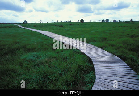 BEL, Belgien, hoch-Moor Hohes Venn BEL, Belgien, Hochmoor Hohes Venn Stockfoto