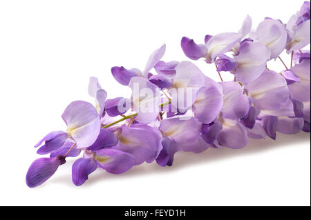 Glyzinien Blüten isoliert auf weißem Hintergrund Stockfoto