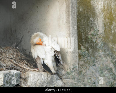 Schmutzgeier Lat Neophron Percnopterus, Pont de Gau, Camargue, Frankreich Stockfoto