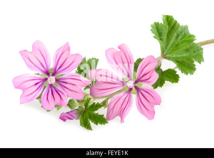 Malve-Zweig mit Blättern und Blüten isoliert Stockfoto