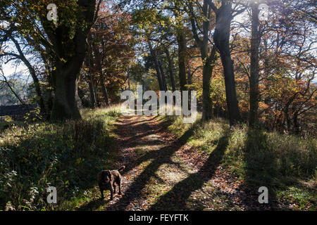 Grenzen Abteien trail Weg durch den Wald im Herbst in der Nähe von St Boswells, Roxburgh, Scottish Borders, Schottland, UK, Großbritannien Stockfoto