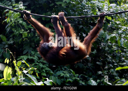 Sanierten Orang-Utans im Sepilok Orang Utan Sanctuary in Borneo, Sabah, Malaysia Stockfoto