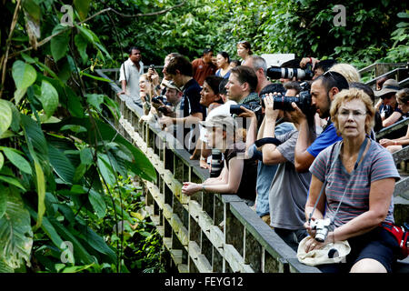 Touristen sehen die Verfütterung von Oran Utans im Sepilok Rehabilitation Centre, Borneo, Malaysia Stockfoto