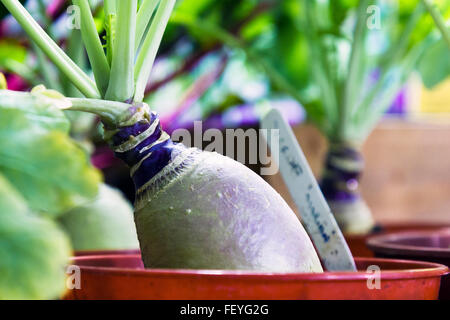 Schwede wächst in einem Topf Stockfoto