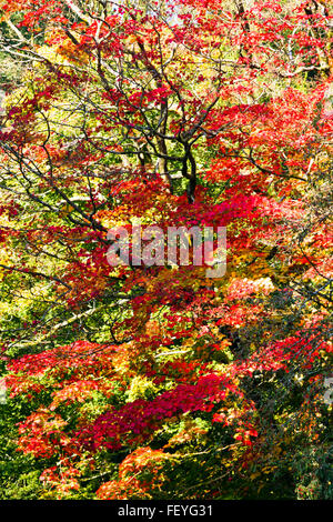 Japanese maple leaves (Acer) in autumn Stockfoto