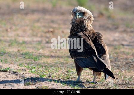 Bateleur Adler (Terathopius Ecaudatus), juvenile, stehend auf Boden, Krüger Nationalpark, Südafrika, Afrika Stockfoto