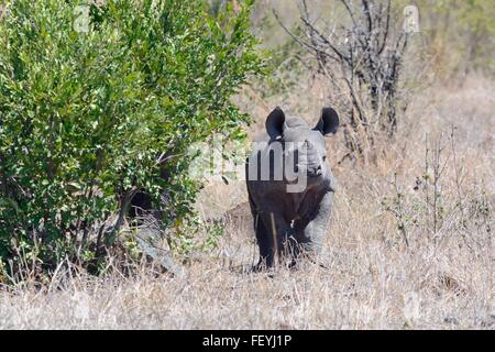 Schwarze Nashorn (Diceros Bicornis), jung, stehend auf Trockenrasen, Krüger Nationalpark, Südafrika, Afrika Stockfoto