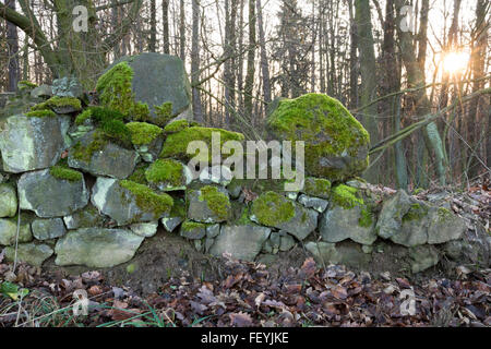 Alten ruiniert Steinmauer mit Moos bedeckt, Wald und Sonne flare im Hintergrund Stockfoto