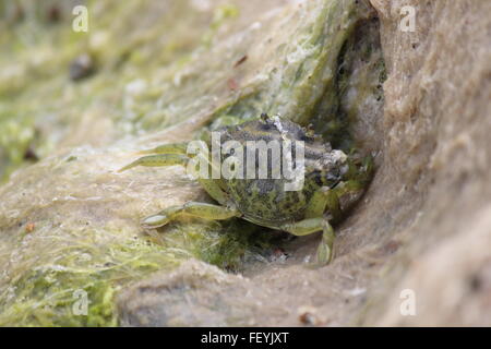 Grüne Ufer Krabbe Carcinus Maenas in Algen Stockfoto