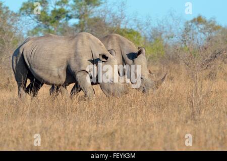 Weiße Nashörner (Ceratotherium Simum), Männer Beweidung mit einer rot-billed Oxpecker auf dem Horn eines Nashorns, Kruger, Südafrika Stockfoto