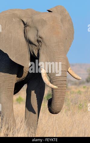 Afrikanischer Bush Elefant (Loxodonta Africana), Stier, Fütterung, Krüger Nationalpark, Südafrika, Afrika Stockfoto