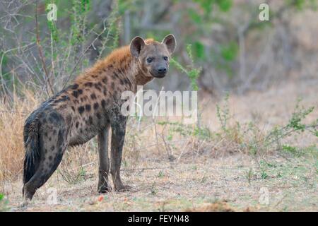 Entdeckt von Hyänen (Crocuta Crocuta), stehend, in den frühen Morgenstunden, Krüger Nationalpark, Südafrika, Afrika Stockfoto