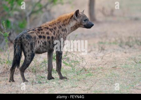 Entdeckt von Hyänen (Crocuta Crocuta), stehend, in den frühen Morgenstunden, Krüger Nationalpark, Südafrika, Afrika Stockfoto
