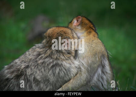 Safari, Affe Baby, Farbe, Affen in Wild, Affen-Mutter und Baby Affen kuscheln, Affe, Umarmung, umarmen, Wild, Tier, Wesen Stockfoto