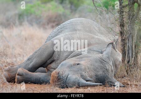 Breitmaulnashorn (Ceratotherium Simum), liegend, bedeckt mit rot-billed Oxpecker auf dem Rücken fliegen Kruger NP, Südafrika Stockfoto