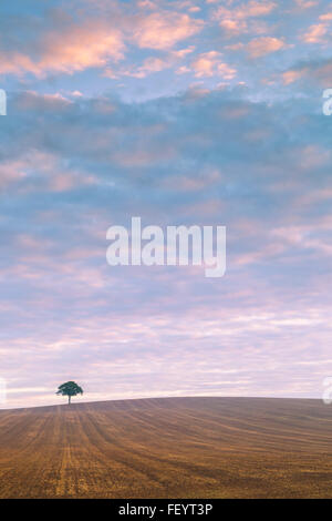 Ein einsamer Baum auf die Skyline bei Sonnenaufgang. Stockfoto