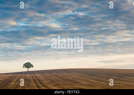 Ein einsamer Baum auf die Skyline bei Sonnenaufgang. Stockfoto