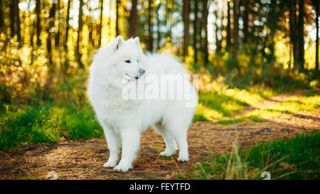 Weißen Samojeden Hund Outdoor Portrait in Wald, Park Stockfoto