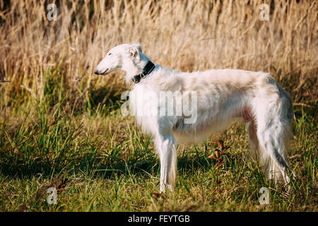 White Russian Barsoi, zusammen Jagdhund in Feld, Wiese Stockfoto