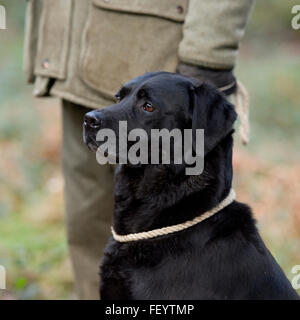schwarzer Labrador Retriever Besitzer Füßen sitzen Stockfoto