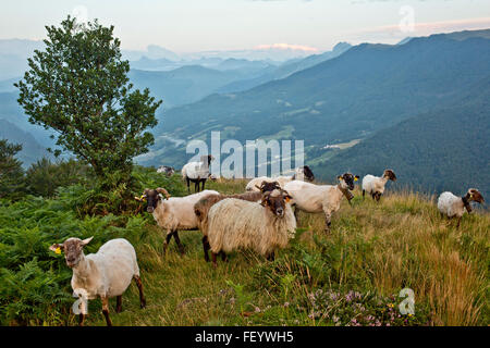 Eine Herde von Schafen in den Pyrenäen, Frankreich Stockfoto