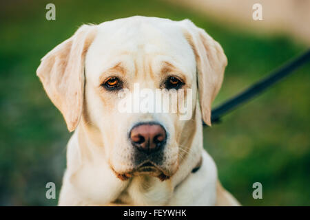 Erwachsenen weißen Labrador Hund hautnah. Stockfoto