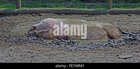 Gloucester alten Ort Schwein, im Schlamm, schlammiges Wasser Stockfoto