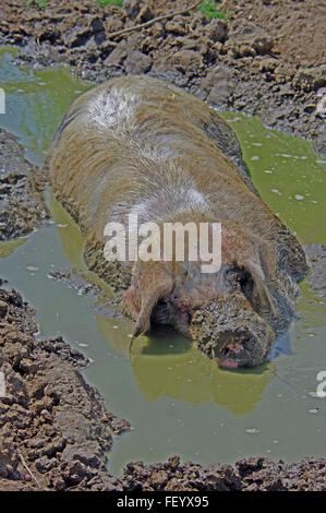 Gloucester alten Ort Schwein, im Schlamm, schlammiges Wasser Stockfoto